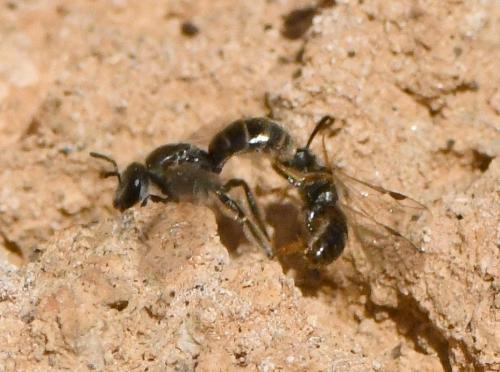 Lasioglossum sp.